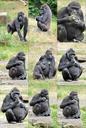 ape-monkey-gorilla-primate-collage-314626.jpg