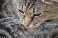 cat-mammal-feline-tabby-pet-765730.jpg