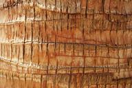 coconut-tree-bark-palm-tree-texture-407003.jpg