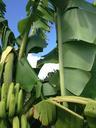 banana-tree-bananas-fruit-juicy-281080.jpg