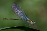 damselfly-odonata-common-flashwing-1138638.jpg