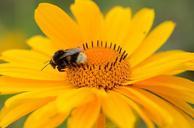 bee-pollen-nectar-yellow-flower-288101.jpg