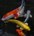 aquarium-fish-colored-carp-koi-fish-1447341.jpg