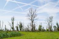 meadow-nature-oostvaardersplassen-363900.jpg