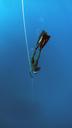 freediving-deep-underwater-water-1383104.jpg