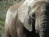 elephant-animal-pachyderm-safari-535315.jpg