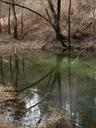 pond-trees-mirroring-water-winter-257940.jpg