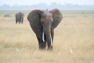 elephant-africa-safari-605275.jpg