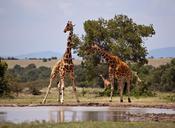 giraffe-safari-kenya-samburu-163036.jpg