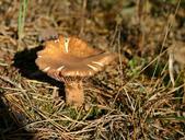 mushroom-disc-fungus-screen-fungus-558000.jpg