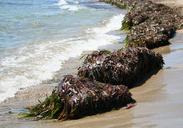 seaweed-sea-mediterranean-beach-1529019.jpg