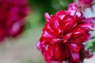 flower-geranium-922608.jpg