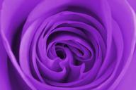 purple-flower-nature-purple-flower-1010712.jpg