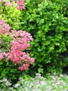 wildflowers-flowers-shrubs-leaves-299652.jpg