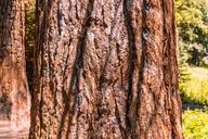 tree-sequoia-forest-tribe-huge-1444564.jpg