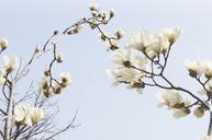 magnolia-magnolia-flower-spring-703822.jpg