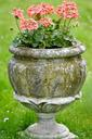 flowers-flowerpot-geranium-776238.jpg