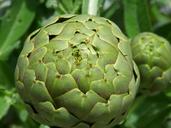 artichoke-detail-orchard-vegetable-1393467.jpg