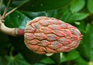 seed-pod-magnolia-seeds-cone-shape-58408.jpg