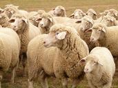 flock-of-sheep-sheep-flock-49667.jpg