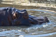 hippo-zoo-animal-hippopotamus-965381.jpg