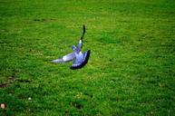 flight-background-feathers-pigeon-69434.jpg