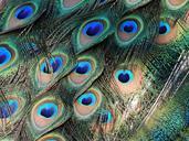 peacock-feathers-bird-colorful-1040054.jpg