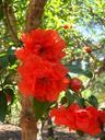 pomegranate-pomegranate-blossom-374989.jpg