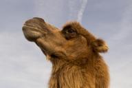 animal-wilderness-zoo-camel.jpg