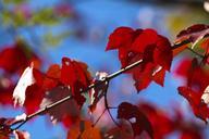 red-leaves-fall-leaf-autumn-season-1037579.jpg