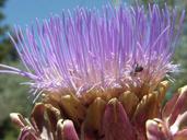 artichoke-insects-nature-macro-1471411.jpg