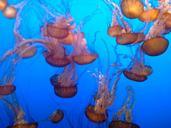 jellyfish-tentacles-poison-474058.jpg