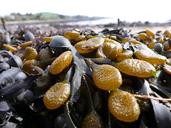 kelp-seaweed-sea-beach-coast-1469372.jpg