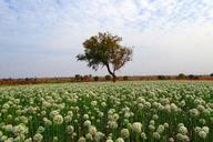 onion-fields-flower-crop-india-285107.jpg