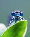 dragonfly-green-blue-leaf-insect-1001225.jpg