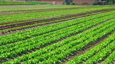 salad-plantation-vegetables-976336.jpg