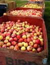 apples-fruit-harvest-fresh-natural-505406.jpg