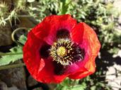 flower-pollen-nature-nectar-detail-1324881.jpg