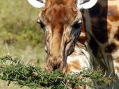 giraffe-acacia-nilotica-thorns-818017.jpg