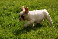 puppy-dog-bulldog-633811.jpg