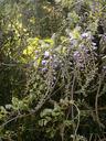 wisteria-spring-flowers-woods-108015.jpg