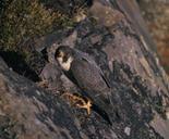 falcon-bird-cliff-mountain-nature-86588.jpg