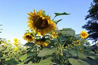 sunflowers-huge-flower-yellow-489039.jpg