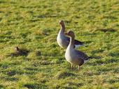 geese-meadow-pomeranian-geese-brown-635504.jpg