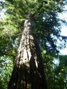 sequoia-tree-nature-215355.jpg