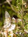 butterfly-rosemary-spring-911607.jpg