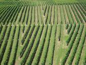 vineyards-winegrowing-nature-537806.jpg