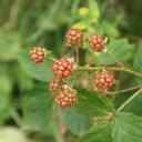 blackberries-forest-immature-grow-712944.jpg