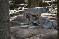 wolves-wolf-pack-wild-animal-537169.jpg