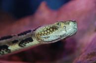 snake-snakes-reptiles-reptile-63535.jpg